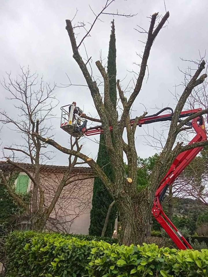Travaux d'élagage d'arbres Saint-Paul-Trois-Châteaux